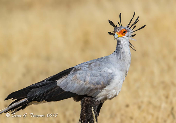 Secretary Bird