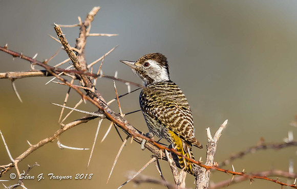 Bearded Woodpecker