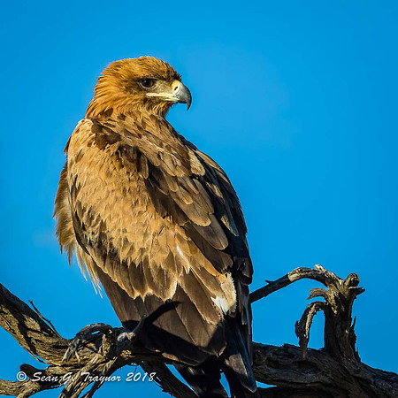 Steppe Eagle