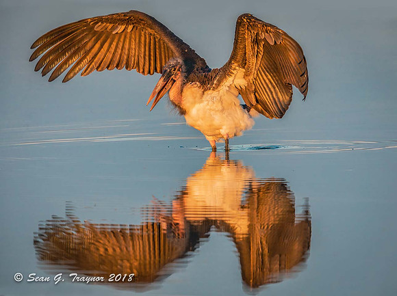 Maribu Stork at Sunset