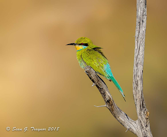 Bee Eater