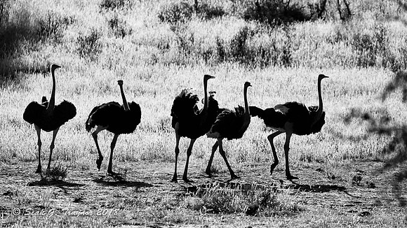 Ostriches