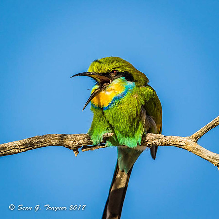 Bee Eater with Bee