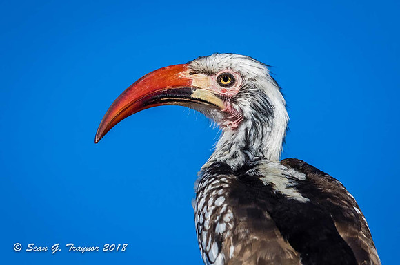 Red-billed Hornbill
