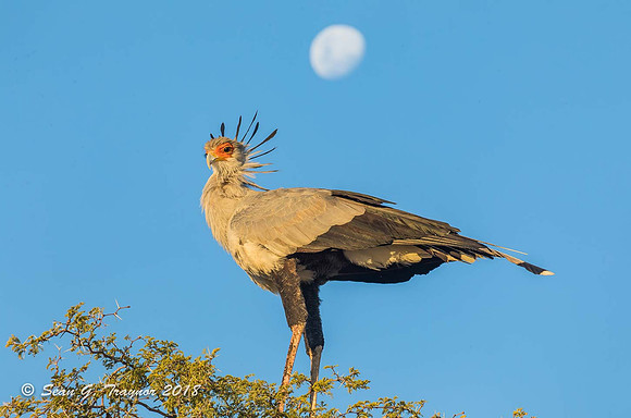 Secretary Bird