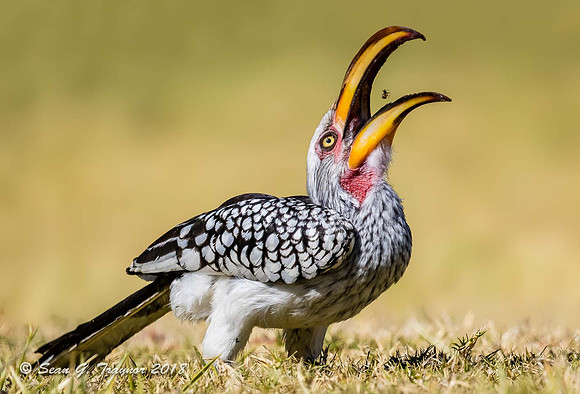 Yellow-billed Hornbill