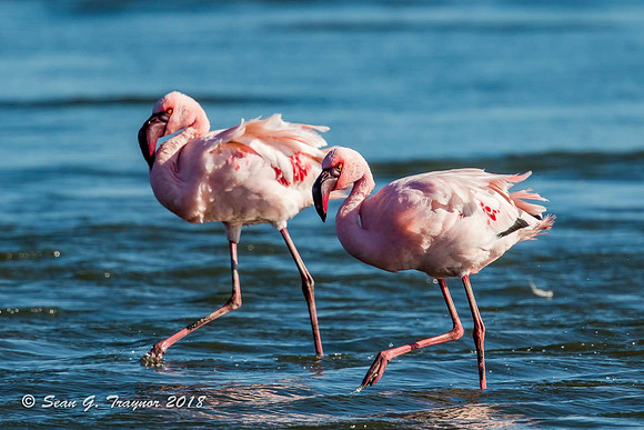Greater Flamingos