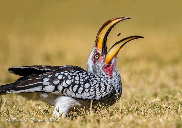 Yellow-billed Hornbill