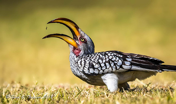 Yellow-billed Hornbill