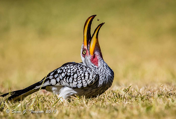 Yellow-billed Hornbill