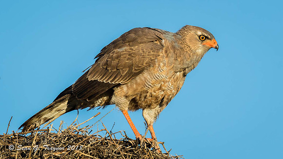 Southern Pale Chanting Goshawk - Im.