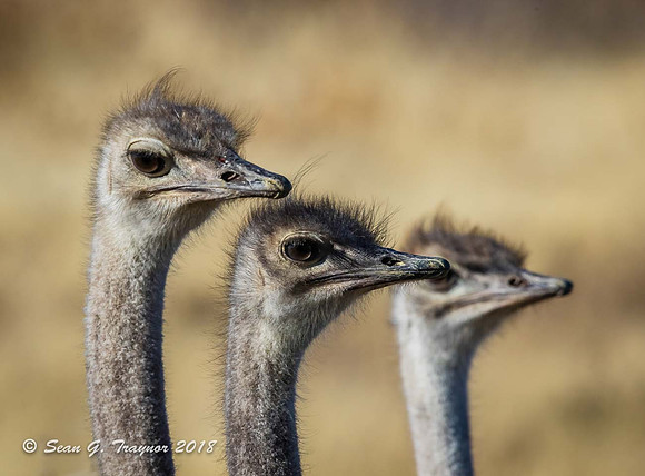 Ostriches