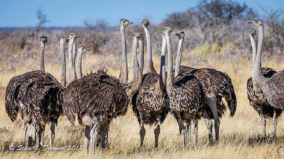 Ostriches