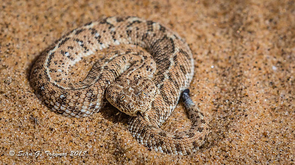 Sidewinder Snake