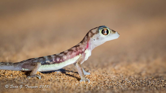Palmato Geckos
