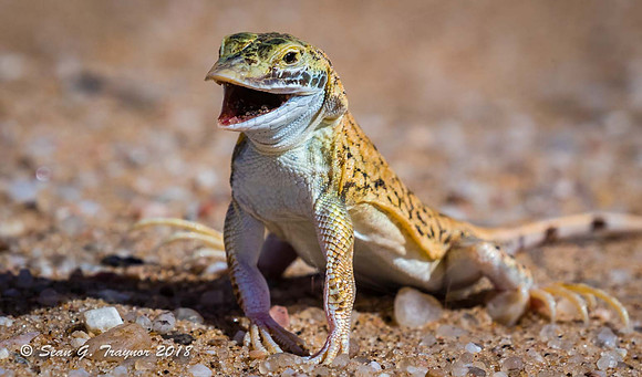 Shvel-nosed Dune-diving Lizards