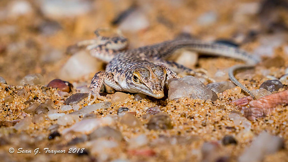Witch-nosed Dune-diving Lizard