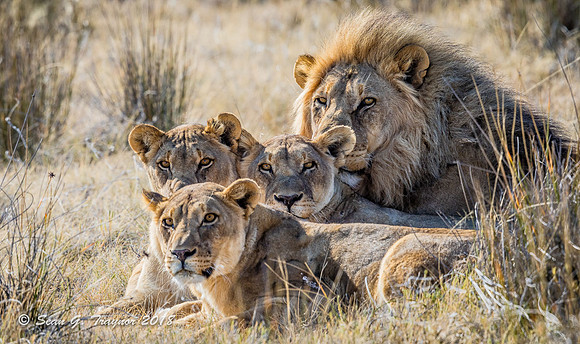 It's Good to be the King!!