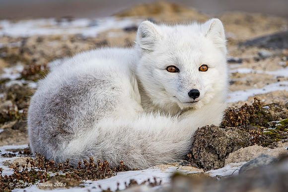 Arctic Fox