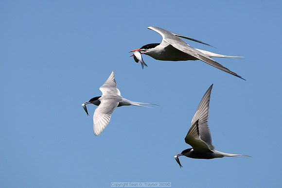 Terns