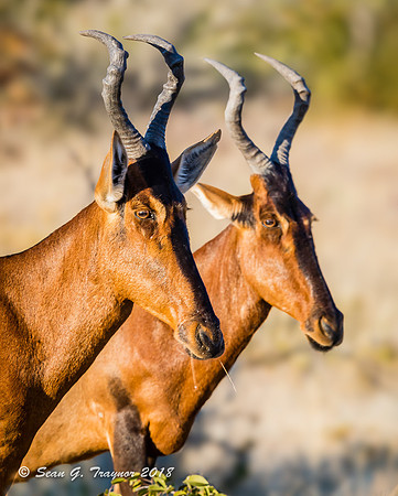 Red Hartebeest