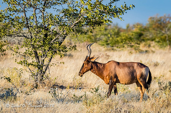 Red Hartebeest