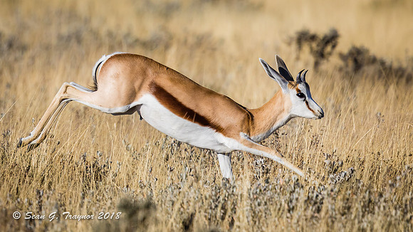 Springbok
