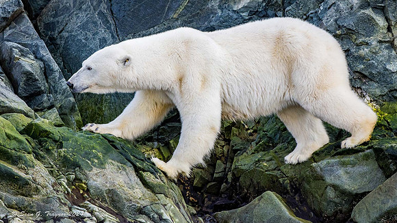 Polar Bear