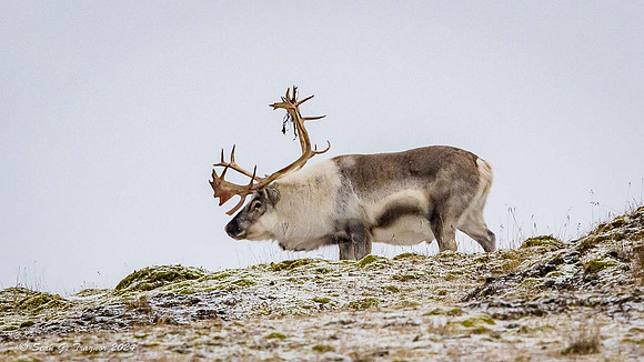 Reindeer