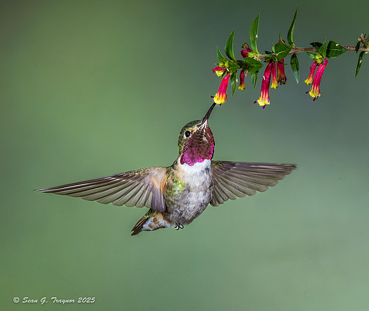 Broad-tailed Hummingbird