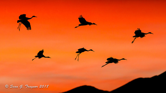 Bosque del Apache  NWR