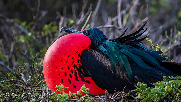 Frigate Birds
