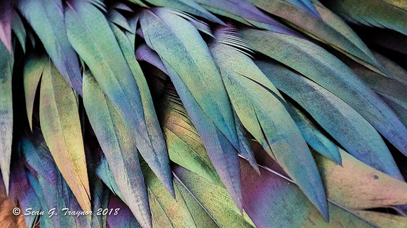 Frigate Bird Feathers
