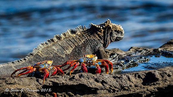 Sally lightfoot Crabs