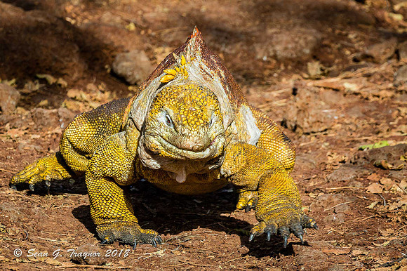 Galapagos Land Iguanas