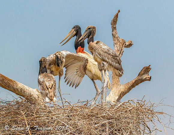 Jabiru Stork