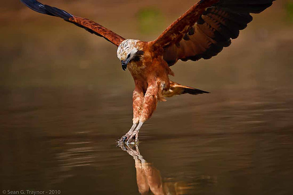 Black-collared Haw