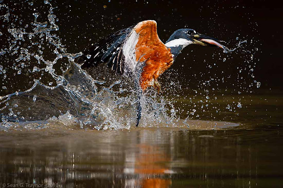 Ringed Kingfisher