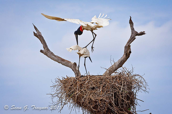 Jabiru Storks