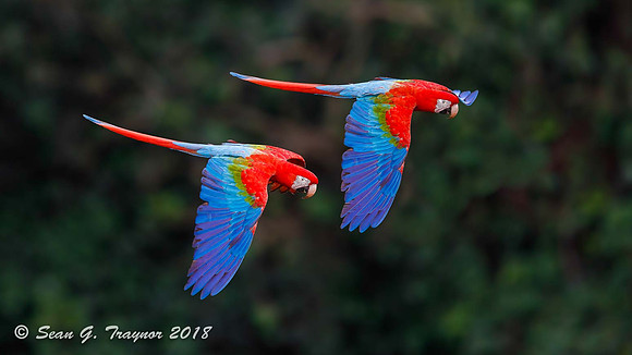 Red & Blue Macaws