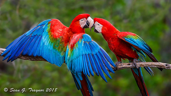 Red & Blue Macaws