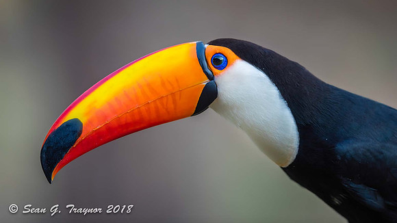 Toco Toucan