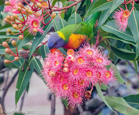 Rainbow Lorikeets - Trichoglossus haematodus