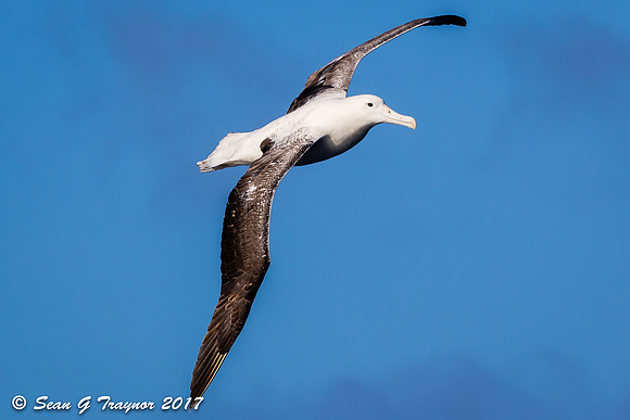 Southern Royal Albatross