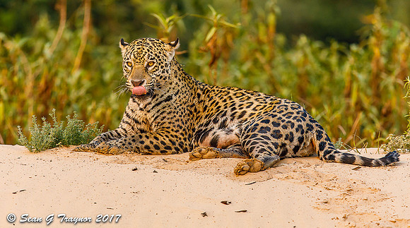 Wild Jaguar, Pantanal, Brazil