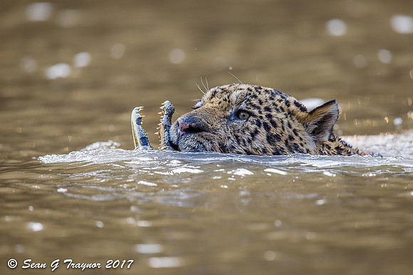 Wild Jaguar, Pantanal, Brazil