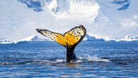 Antarctica - Whales