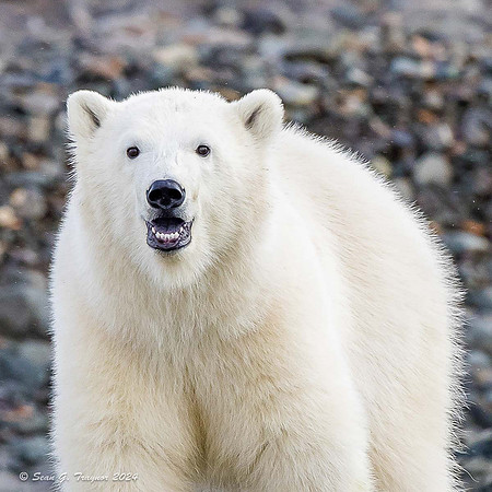 Polar Bear Cub - 18 months old
