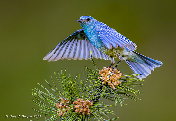 Mountain Bluebirds