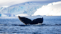 Humpback Whales